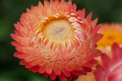 永生花花語是什麼